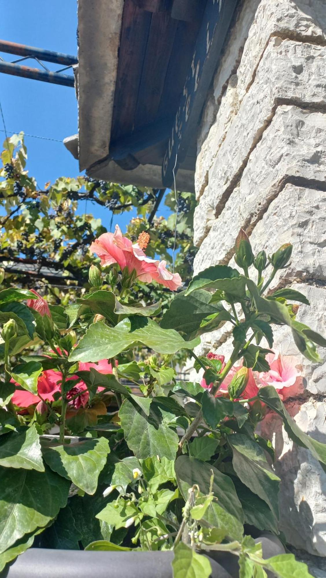 Guesthouse Selini Vitsa Dış mekan fotoğraf