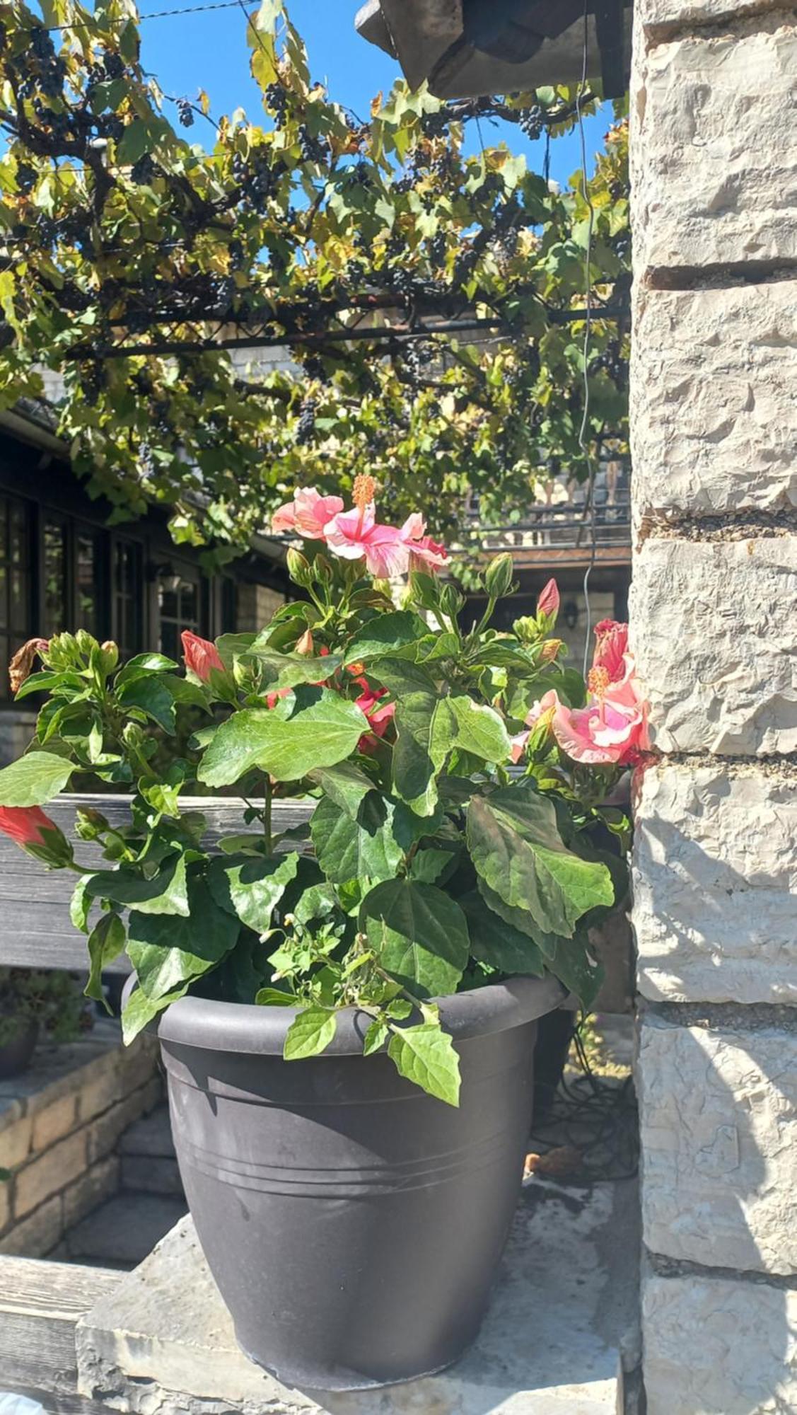 Guesthouse Selini Vitsa Dış mekan fotoğraf