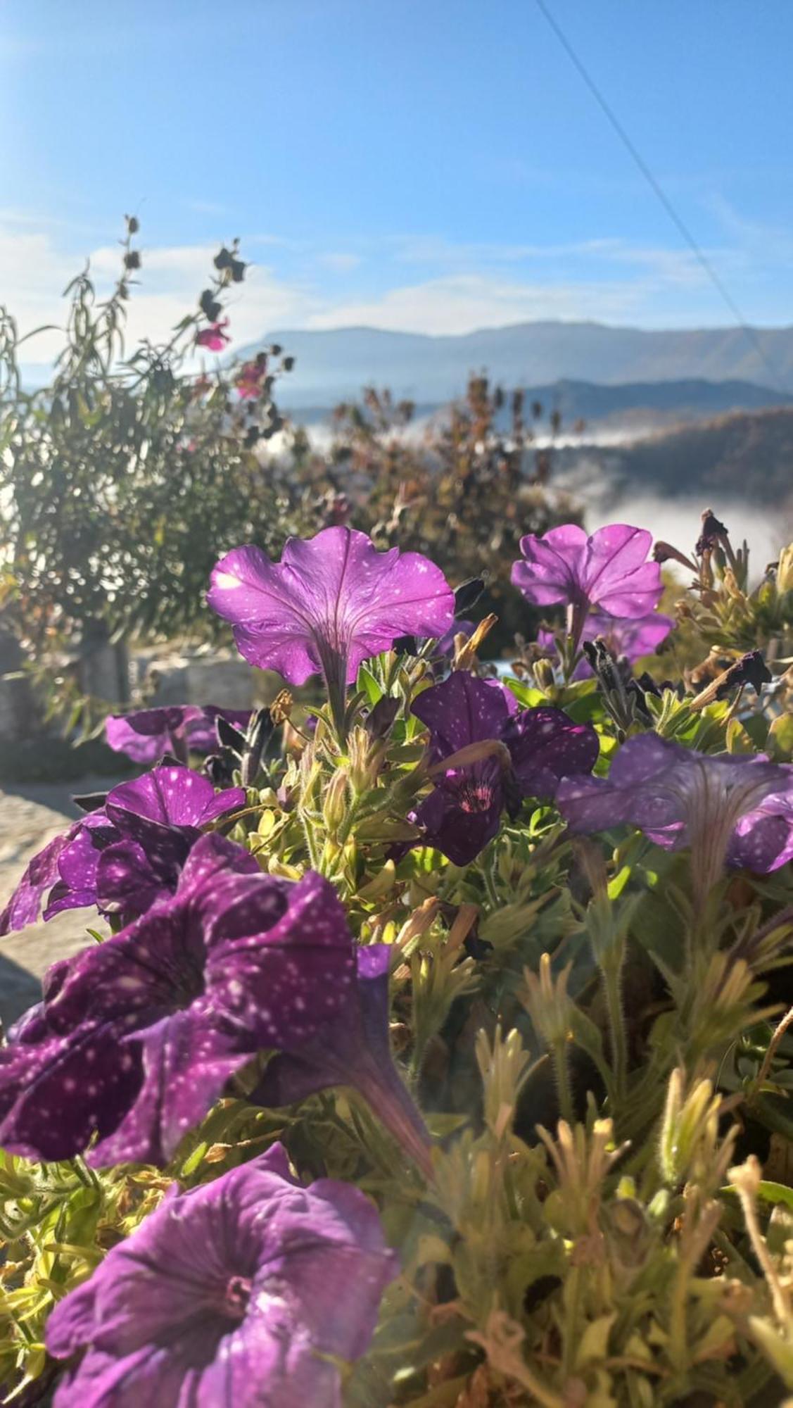 Guesthouse Selini Vitsa Dış mekan fotoğraf